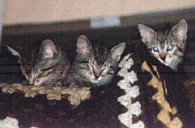 domestic cat picture