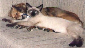 domestic cat picture