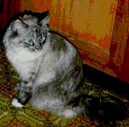 domestic cat picture