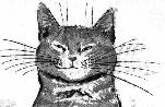whiskers